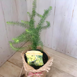 アカシア♡ゴールデントップ♡シンボルツリー♡ 5枚目の画像