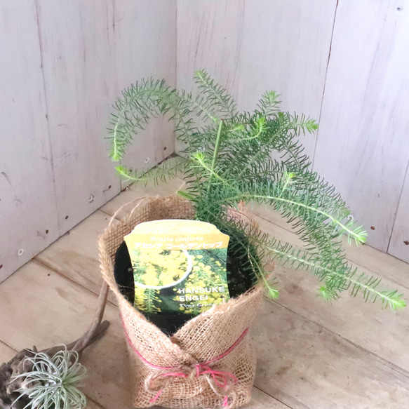 アカシア♡ゴールデントップ♡シンボルツリー♡ 11枚目の画像