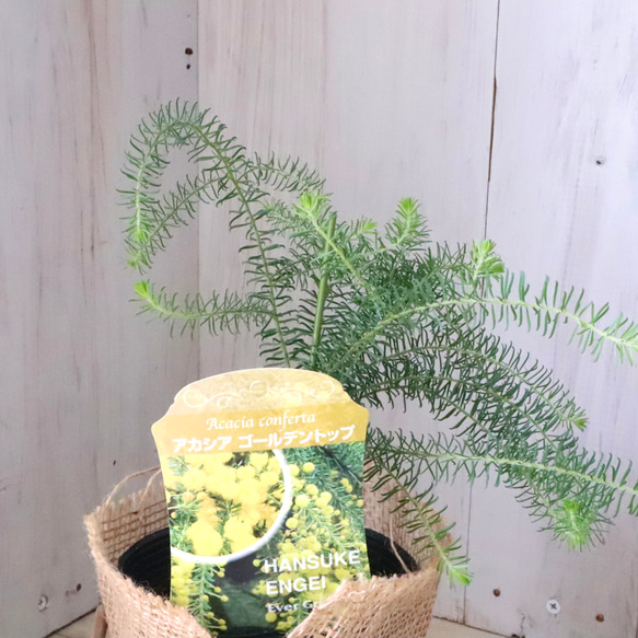 アカシア♡ゴールデントップ♡シンボルツリー♡ 14枚目の画像