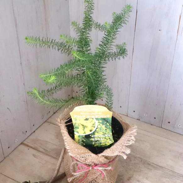 アカシア♡ゴールデントップ♡シンボルツリー♡ 4枚目の画像