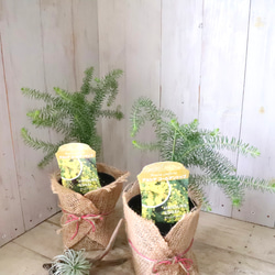 アカシア♡ゴールデントップ♡シンボルツリー♡ 2枚目の画像