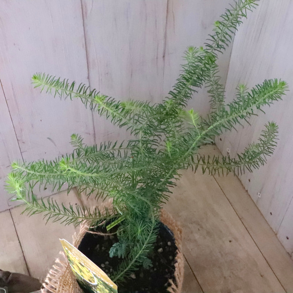 アカシア♡ゴールデントップ♡シンボルツリー♡ 6枚目の画像