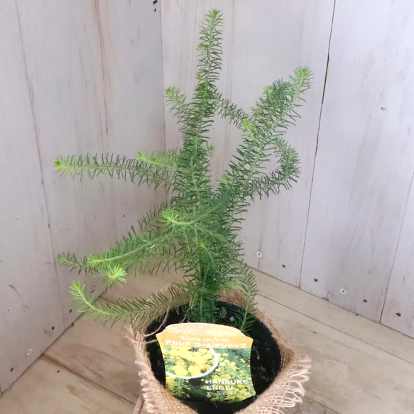 アカシア♡ゴールデントップ♡シンボルツリー♡ 3枚目の画像