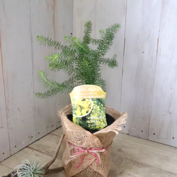 アカシア♡ゴールデントップ♡シンボルツリー♡ 8枚目の画像