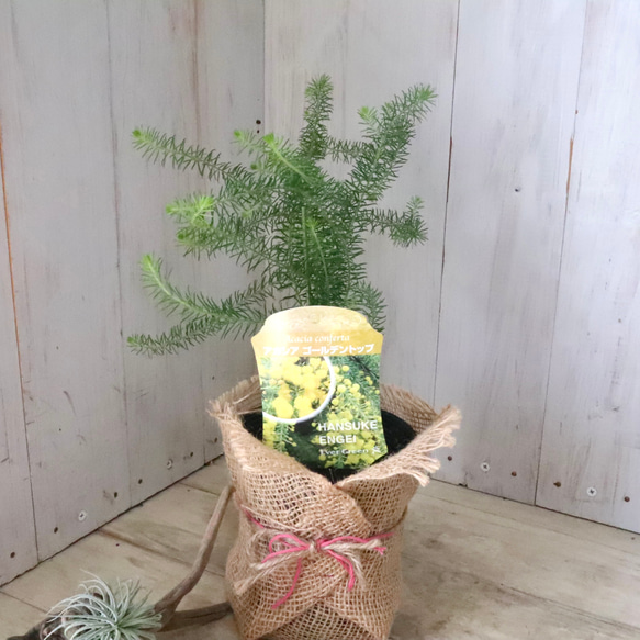 アカシア♡ゴールデントップ♡シンボルツリー♡ 8枚目の画像