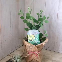 アカシア♡パールアカシア♡シンボルツリー♡ 8枚目の画像