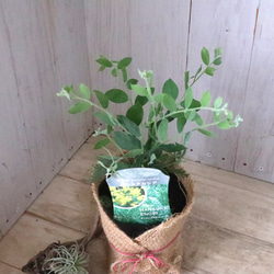 アカシア♡パールアカシア♡シンボルツリー♡ 12枚目の画像