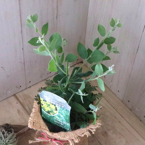 アカシア♡パールアカシア♡シンボルツリー♡ 6枚目の画像