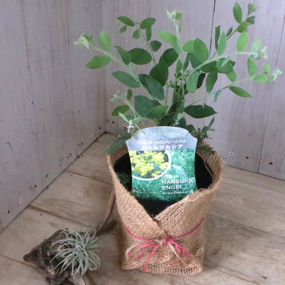 アカシア♡パールアカシア♡シンボルツリー♡ 11枚目の画像