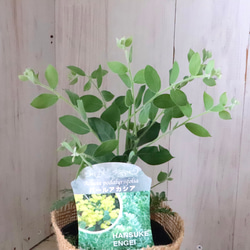 アカシア♡パールアカシア♡シンボルツリー♡ 13枚目の画像