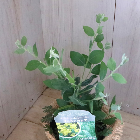 アカシア♡パールアカシア♡シンボルツリー♡ 3枚目の画像