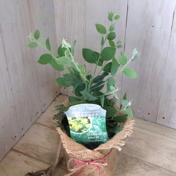 アカシア♡パールアカシア♡シンボルツリー♡ 5枚目の画像