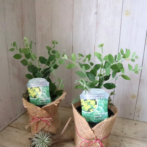 アカシア♡パールアカシア♡シンボルツリー♡ 2枚目の画像