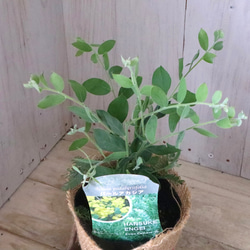 アカシア♡パールアカシア♡シンボルツリー♡ 9枚目の画像