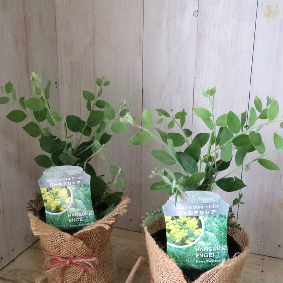 アカシア♡パールアカシア♡シンボルツリー♡ 1枚目の画像