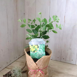 アカシア♡パールアカシア♡シンボルツリー♡ 14枚目の画像