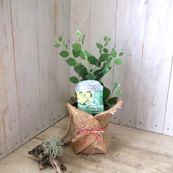 アカシア♡パールアカシア♡シンボルツリー♡ 7枚目の画像