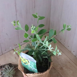 アカシア♡パールアカシア♡シンボルツリー♡ 10枚目の画像