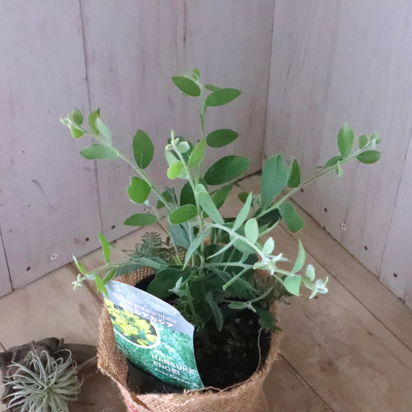 アカシア♡パールアカシア♡シンボルツリー♡ 10枚目の画像