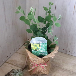 アカシア♡パールアカシア♡シンボルツリー♡ 4枚目の画像