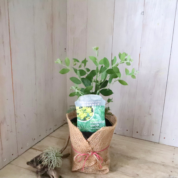 アカシア♡パールアカシア♡シンボルツリー♡ 15枚目の画像