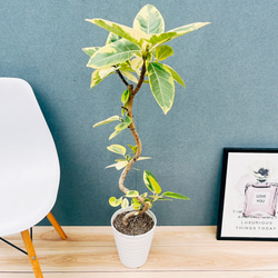 現品］F ドラセナ コンパクタ 8号 観葉植物 室内 大型 おしゃれ