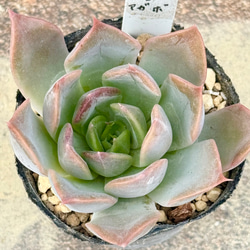 No.350 ❁リトルコンチ❁ 抜き苗 多肉植物 寄せ植え 多肉植物 レッドエッグ錦♡抜き苗 多肉植物 ピンクプリティ錦