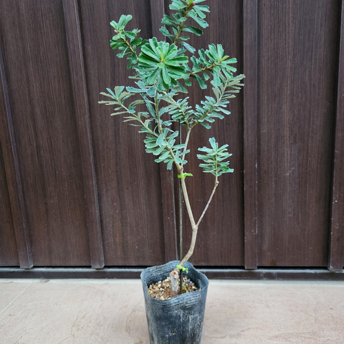 バンクシアマージナータ ポット苗 ワイルドフラワー オージープランツ