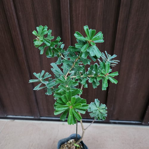 バンクシアマージナータ ポット苗 ワイルドフラワー オージープランツ