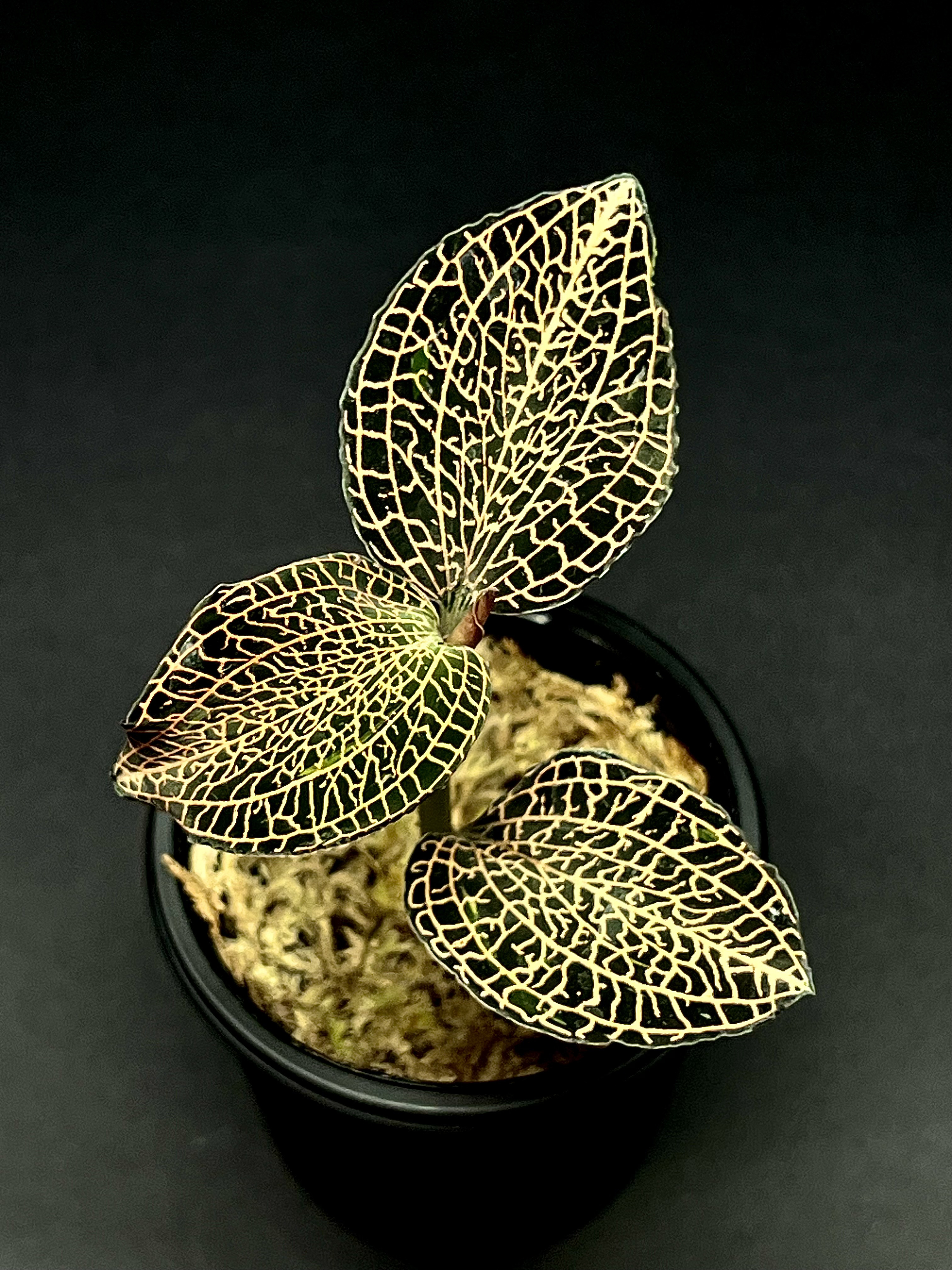 【観葉植物】ジュエルオーキッド【アネクトキルスsp(Rose gold)】