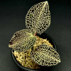 観葉植物】ジュエルオーキッド【ミクロキルス トリダックス(Green type