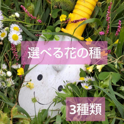 サマーポインセチア♡抜き苗 8〜20苗くらい 多肉植物 黄色い