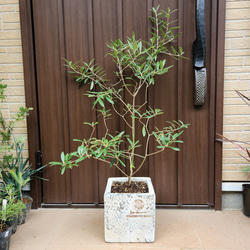 バンクシア グランディス 鉢植え 苗木 ワイルドフラワー