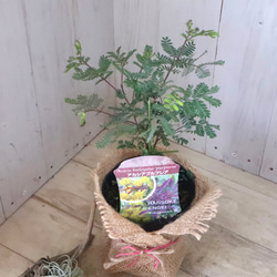 アカシア♡プルプレア♡シンボルツリー♡ 12枚目の画像