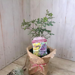 アカシア♡プルプレア♡シンボルツリー♡ 16枚目の画像