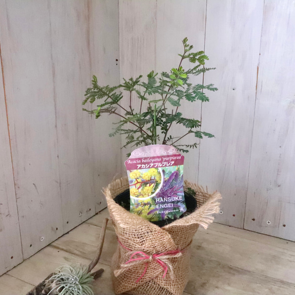 アカシア♡プルプレア♡シンボルツリー♡ 16枚目の画像