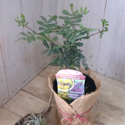 アカシア♡プルプレア♡シンボルツリー♡ 5枚目の画像