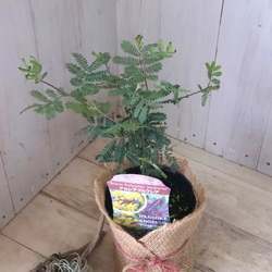 アカシア♡プルプレア♡シンボルツリー♡ 6枚目の画像