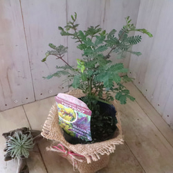 アカシア♡プルプレア♡シンボルツリー♡ 14枚目の画像