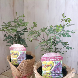 アカシア♡プルプレア♡シンボルツリー♡ 1枚目の画像