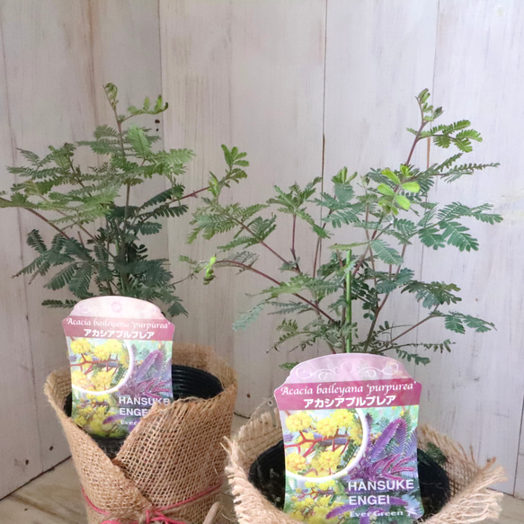 アカシア♡プルプレア♡シンボルツリー♡ 1枚目の画像