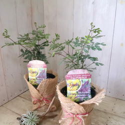 アカシア♡プルプレア♡シンボルツリー♡ 2枚目の画像