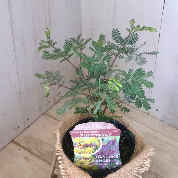 アカシア♡プルプレア♡シンボルツリー♡ 10枚目の画像