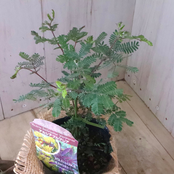 アカシア♡プルプレア♡シンボルツリー♡ 11枚目の画像