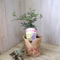 アカシア♡プルプレア♡シンボルツリー♡ 9枚目の画像