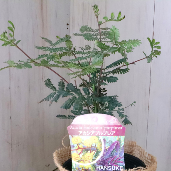 アカシア♡プルプレア♡シンボルツリー♡ 7枚目の画像