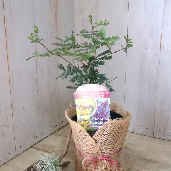 アカシア♡プルプレア♡シンボルツリー♡ 8枚目の画像