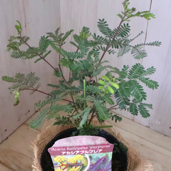 アカシア♡プルプレア♡シンボルツリー♡ 13枚目の画像