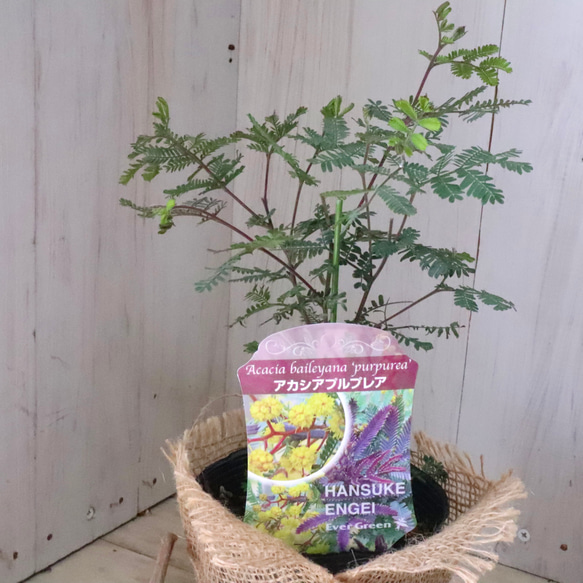 アカシア♡プルプレア♡シンボルツリー♡ 15枚目の画像