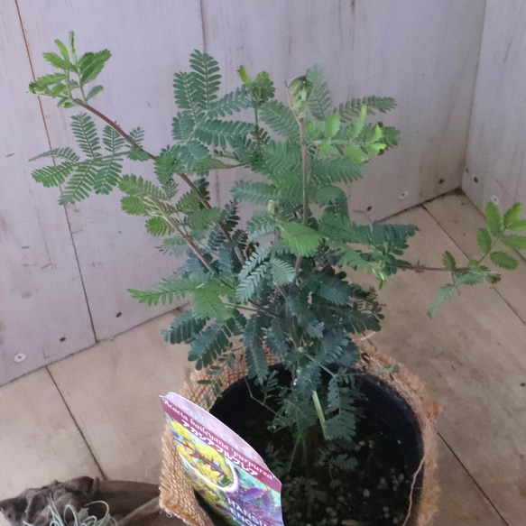 アカシア♡プルプレア♡シンボルツリー♡ 4枚目の画像